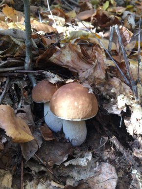 Знайшли 35 кг: закарпатці хизуються грибним врожаєм – 10