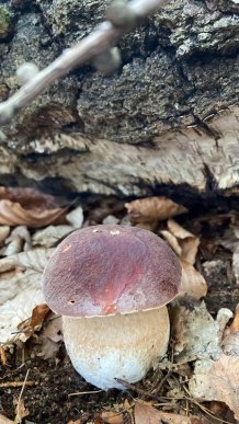 Відомо, де на Закарпатті вже збирають білі гриби – 07