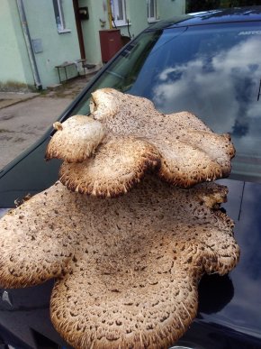 Закарпатець знайшов велетенський гриб – 03