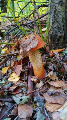 У лісах Закарпаття збирають щедрий грибний урожай – 36