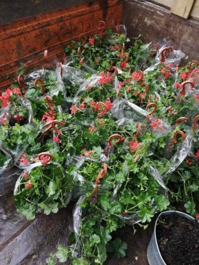 У центрі Мукачева висаджують квіти – 01