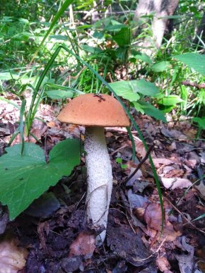 Грибний бум на Закарпатті: де зараз збирають найбільше грибів – 18