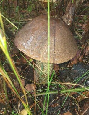 Грибний сезон на Закарпатті: в яких районах вже збирають гриби – 05 Грибний сезон на Закарпатті: в яких районах вже збирають гриби – 05