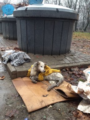 Мукачівців обурив жорстокий вчинок невідомих – 02