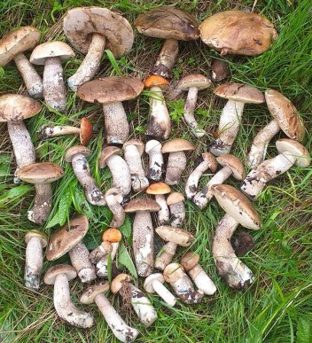 На Ужгородщині чоловік назбирав повний кошик грибів – 02