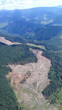 Генпрокурор Юрій Луценко показав масштаби вирубки лісів у Карпатах – 01