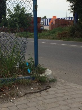 Йдучи вулицею, ужгородець натрапив на змію – 01