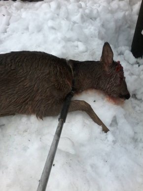 У Мукачеві рятували поранену косулю – 01 У Мукачеві рятували поранену косулю – 01