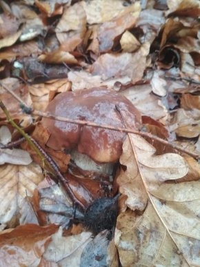 Зима грибам не перепона: закарпатці хизуються щедрим грибним "уловом" – 11