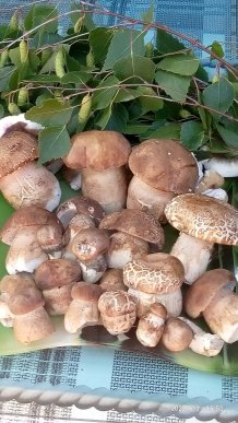 Стартував грибний сезон: закарпатці в соцмережі діляться світлинами знайдених грибів – 01