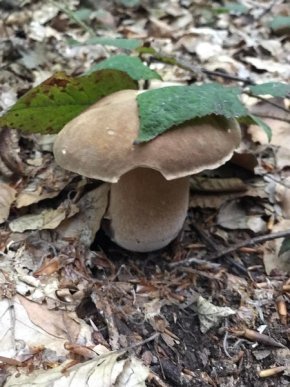 У кількох районах Закарпаття вже збирають гриби – 01