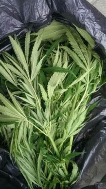 На Закарпатті затримали жінку, яка продавала наркотики – 02