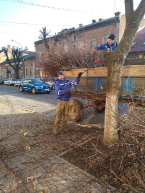У центральній частині Мукачева обрізають дерева – 04