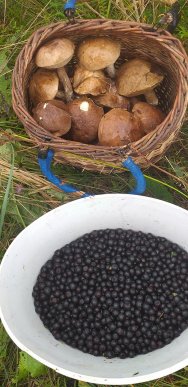 Тихе полювання: де на Закарпатті вже збирають гриби – 04