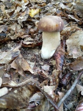 У кількох районах Закарпаття вже збирають гриби – 14