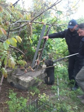 У Мукачеві нелюд жорстоко вчинив із собакою – 05