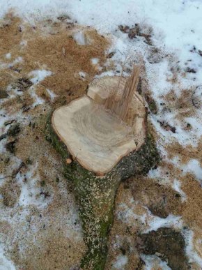 Невідомі зрізали кілька дерев та залишили лісівникам на місці злочину записку із погрозами – 02