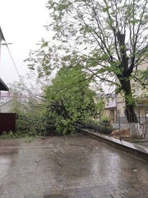 У Мукачеві шквальний вітер повалив дерева  – 08