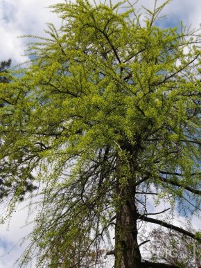 В Ужгороді чиновники посадили два екзотичні дерева – 09