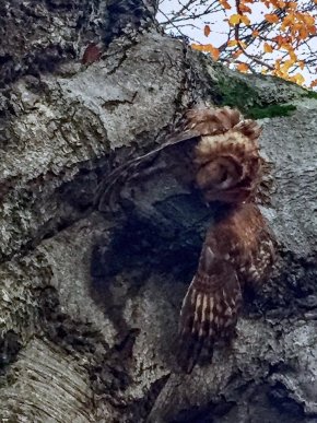 Містика? На місці із дивними деревами та камінням виявили вбиту і підвішену на ланцюг сову – 05