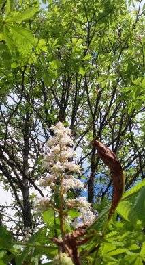 В Ужгороді вдруге за рік цвіте каштан – 02