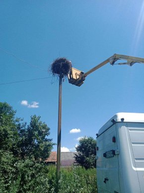 У Берегові врятували лелеченя, яке заплуталося у дротах – 01