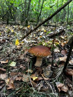 У лісах Закарпаття почали з’являтись осінні гриби – 02