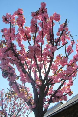 Неймовірна краса: у Мукачеві квітне найдовша алея сакур на Закарпатті – 14