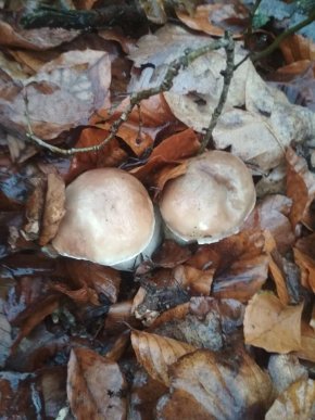 Зима грибам не перепона: закарпатці хизуються щедрим грибним "уловом" – 10