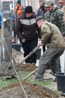 У Мукачеві висаджують кленову алею – 02