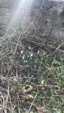 На Закарпатті з’явилися підсніжники, —  соцмережі – 03
