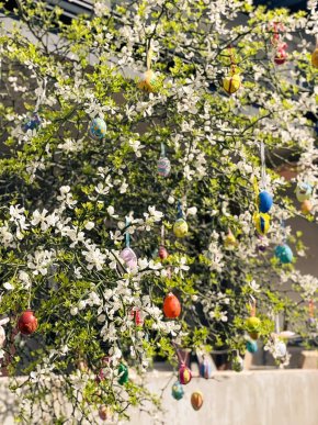 У центральній частині Мукачева квітне незвичне дерево – 04