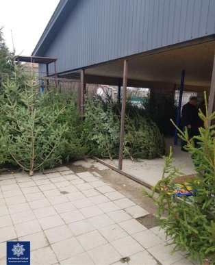 Патрульні виявили незаконну торгівлю ялинками – 03