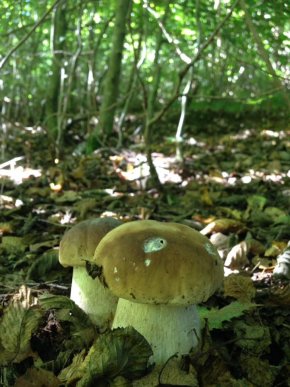 На Закарпатті киянин назбирав 114 кілограмів білих грибів – 04