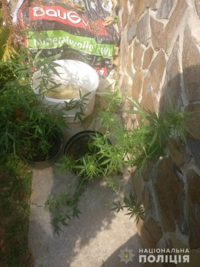 29-річний чоловік вирощував коноплю – 03