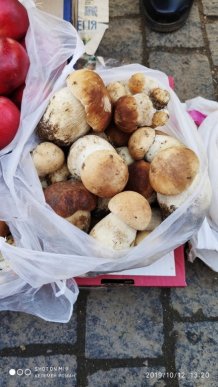 Користувачі соцмереж діляться фотографіями гігантських грибів – 04