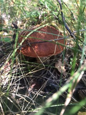 У лісах Закарпаття збирають щедрий грибний урожай – 20