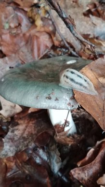 Закарпатці діляться світлинами своїх грибних знахідок – 04