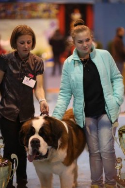 В Ужгороді визначили переможця Міжнародної виставки собак – 29