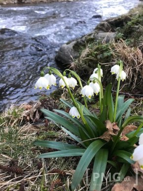 У селі на Мукачівщині галявини вкрились білим цвітом – 02