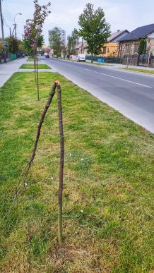 В Ужгороді вандали понищили молоді сакури – 02
