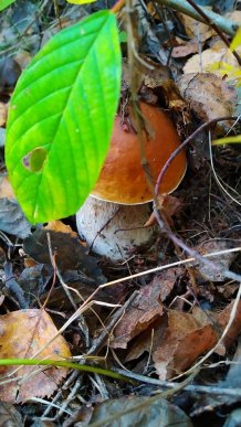 У лісах Закарпаття збирають щедрий грибний урожай – 09