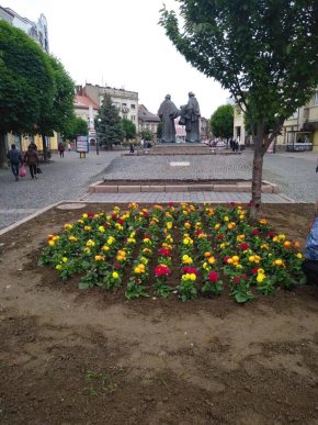 У центрі Мукачева висадили різнобарвні квіти – 01