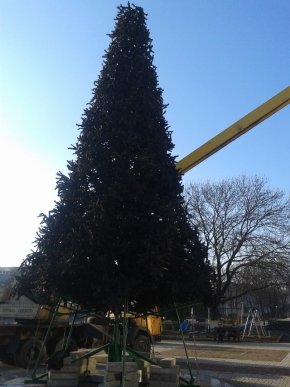 Головна ялинка Іршави цьогоріч буде штучною – 03 Головна ялинка Іршави цьогоріч буде штучною – 03