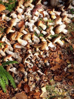 Знайшли 35 кг: закарпатці хизуються грибним врожаєм – 17