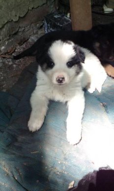 На Донбасі бійці закарпатської 128-ої бригади розвели поросят та цуценят – 03