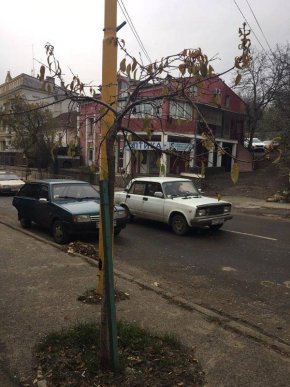 На вулиці Собранецькій в Ужгороді саджатимуть молоді дерева – 03