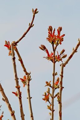 Мерія Мукачева показала кленову алею, висаджену на місці зрізаних дерев на вулиці Духновича – 02