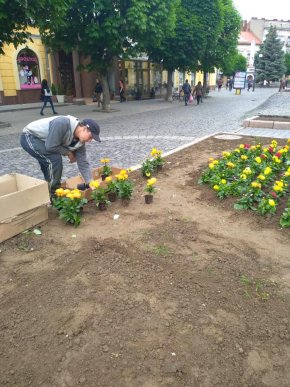 У центрі Мукачева висадили різнобарвні квіти – 03