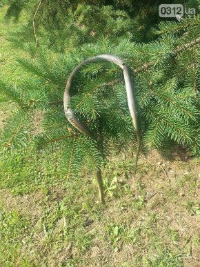 Мертва змія вже кілька днів висить на дереві біля дитмайданчика – 02